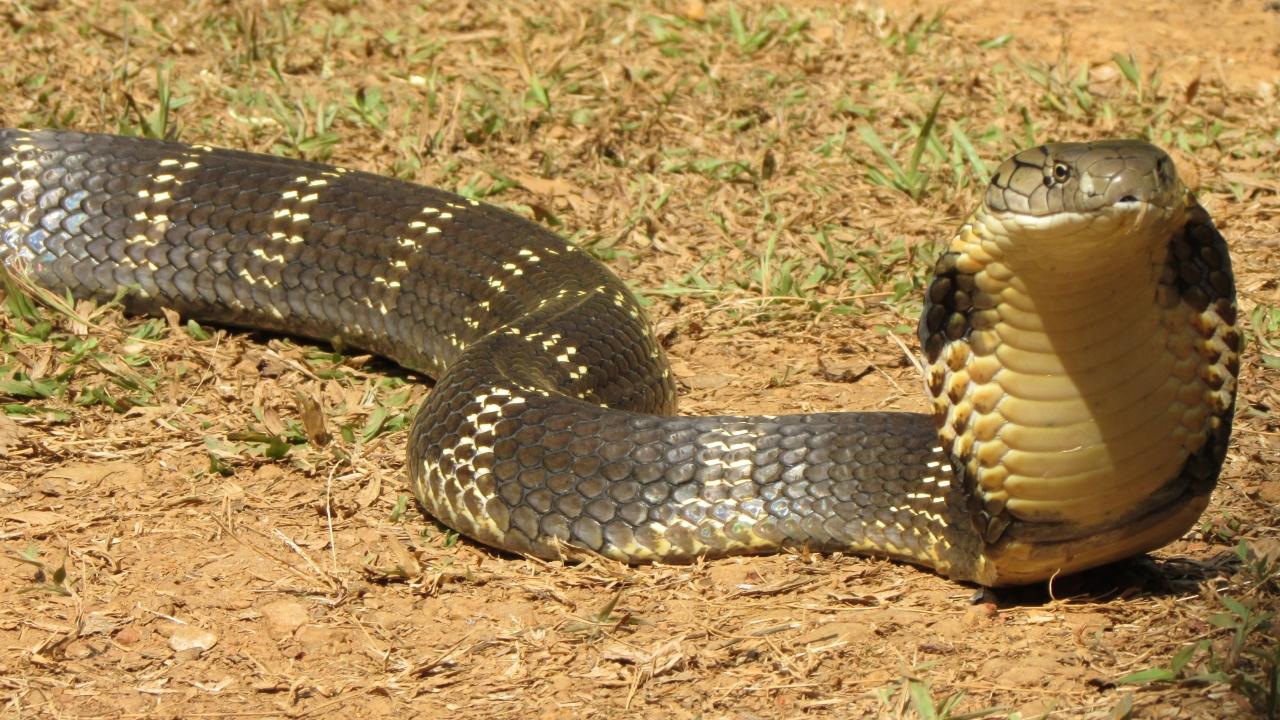 Dealing With Wildlife Snakes