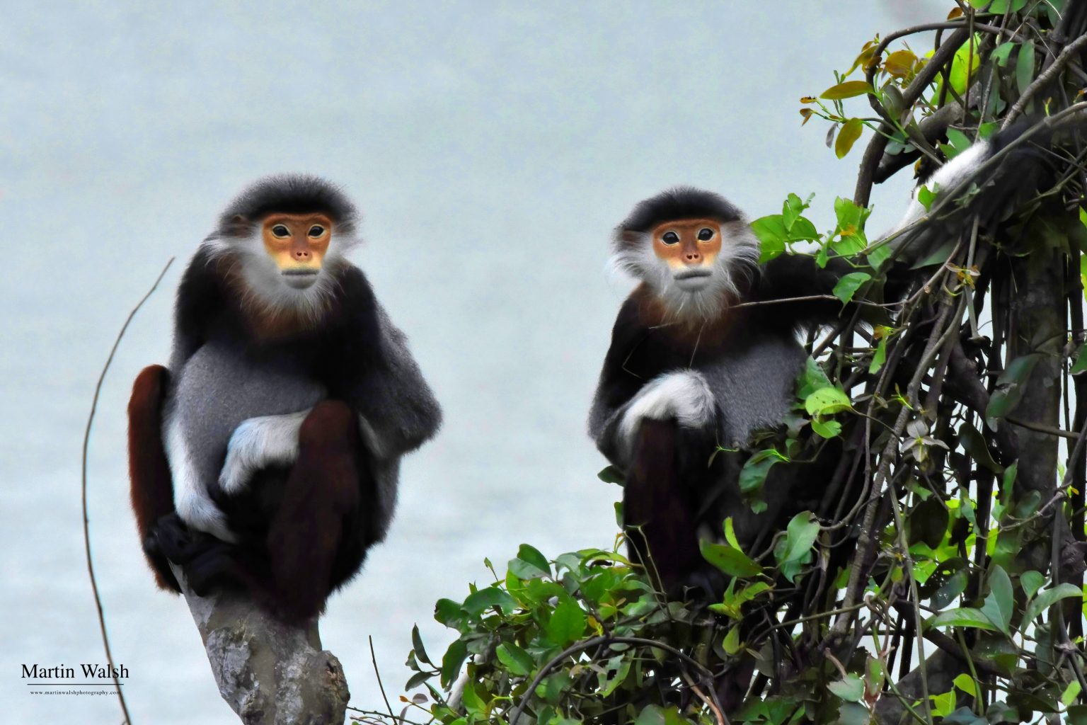 Vietnam’s Wildlife A (Pretty) Good News Story » Explorersweb