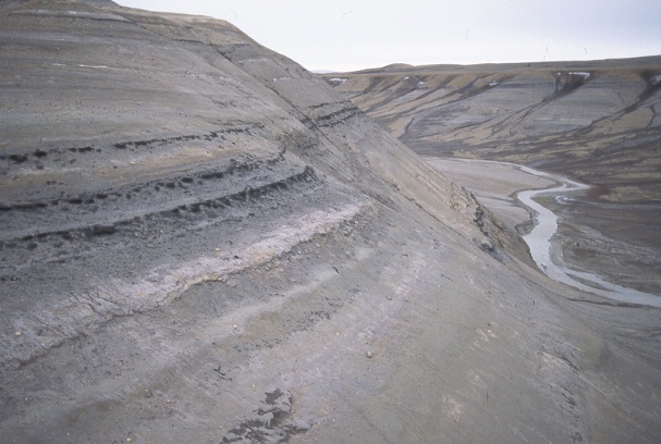 on ellesmere island in the arctic one fossil forest
