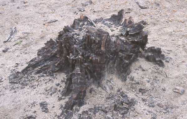 A fossil stump