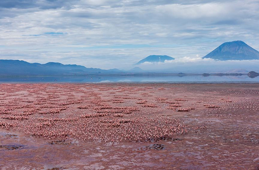 Pink flamingos in a red lake, with volcanoes in background