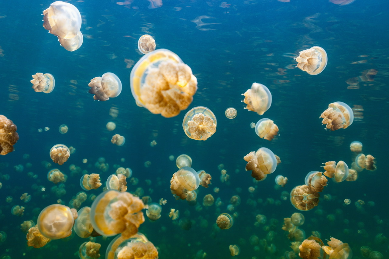 Natural Wonders Jellyfish Lake » Explorersweb