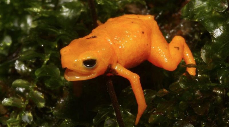 Tiny orange frog