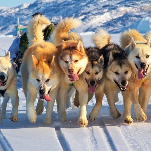 Great Explorers: Greenland Sled Dogs