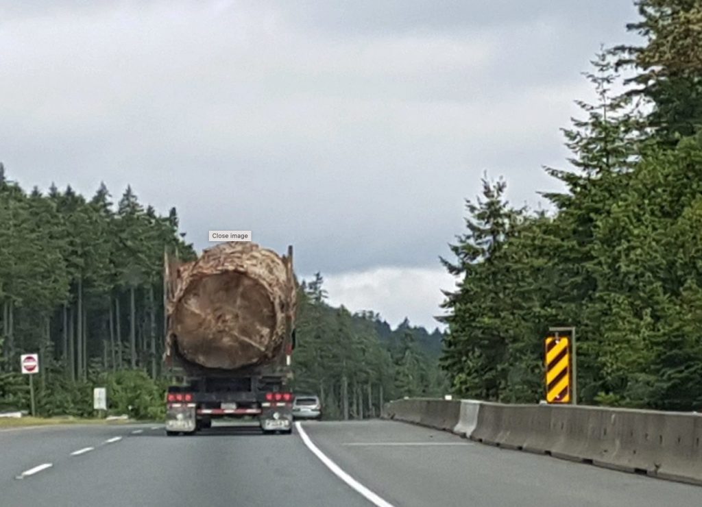 Stump of giant tree on flatbed truck