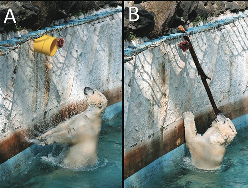 Polar Bears May Kill Walrus with Rocks or Ice » Explorersweb