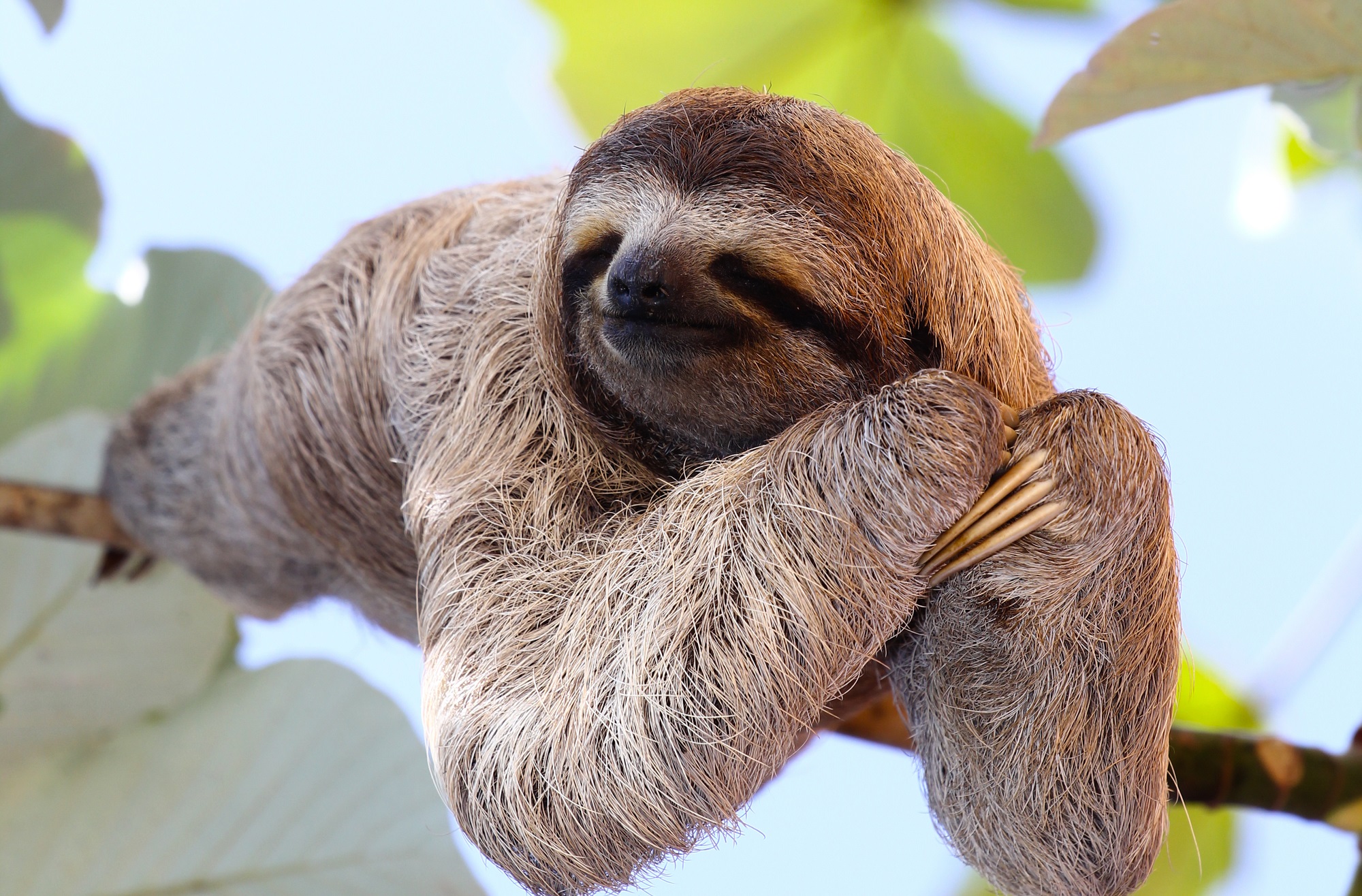 sloth hanging on a branch