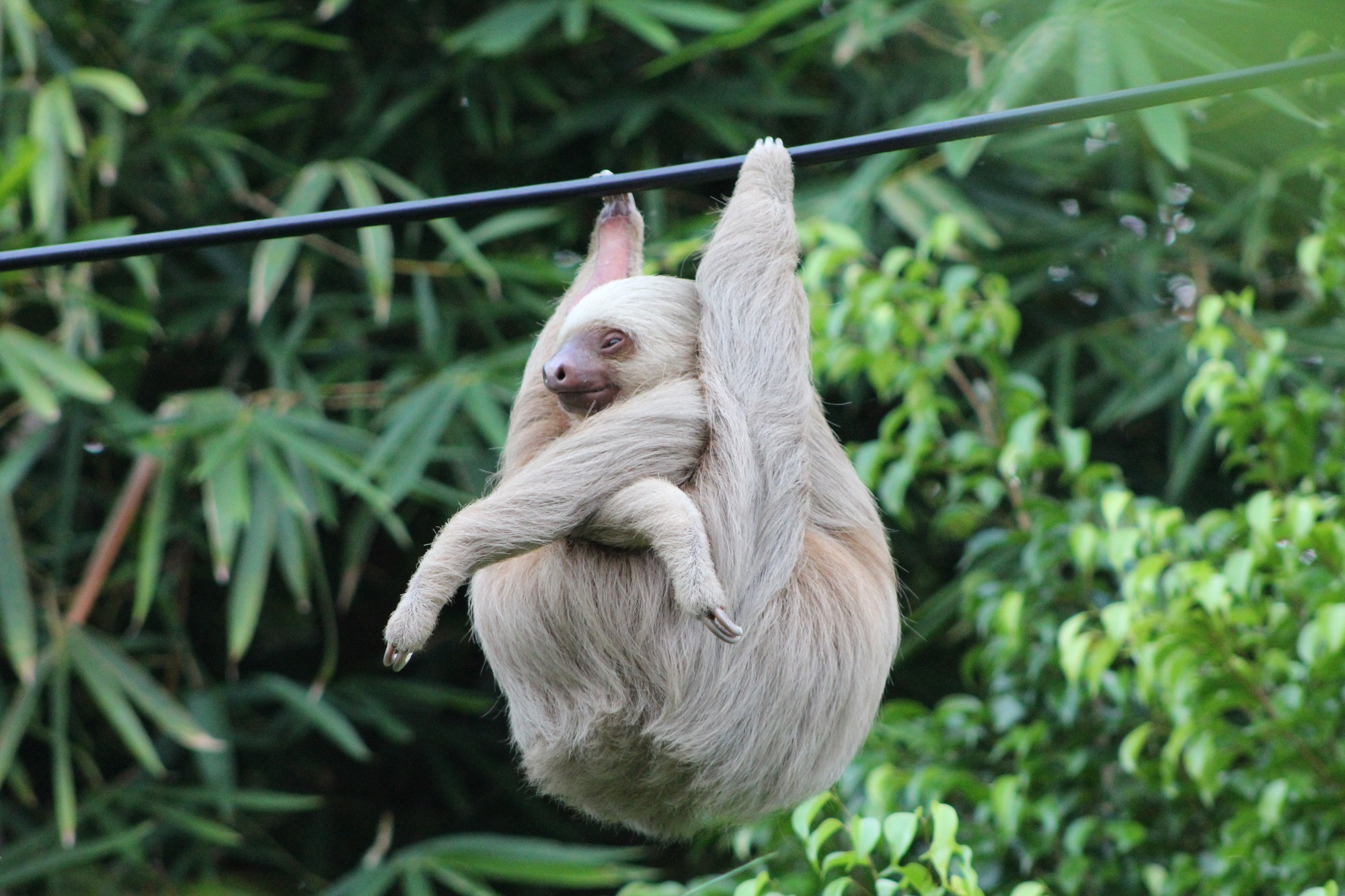 Three-toed sloth in Costa Rica. Photo: Shutterstock