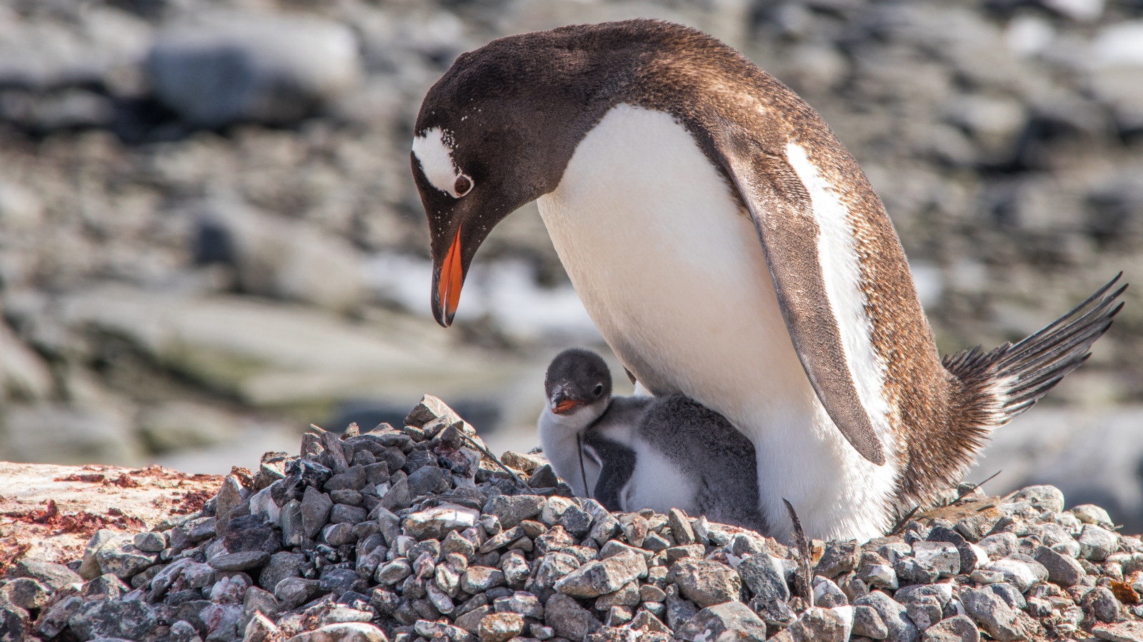 Antarctic Gentoo penguin and chick Photo Arne Beruldsen