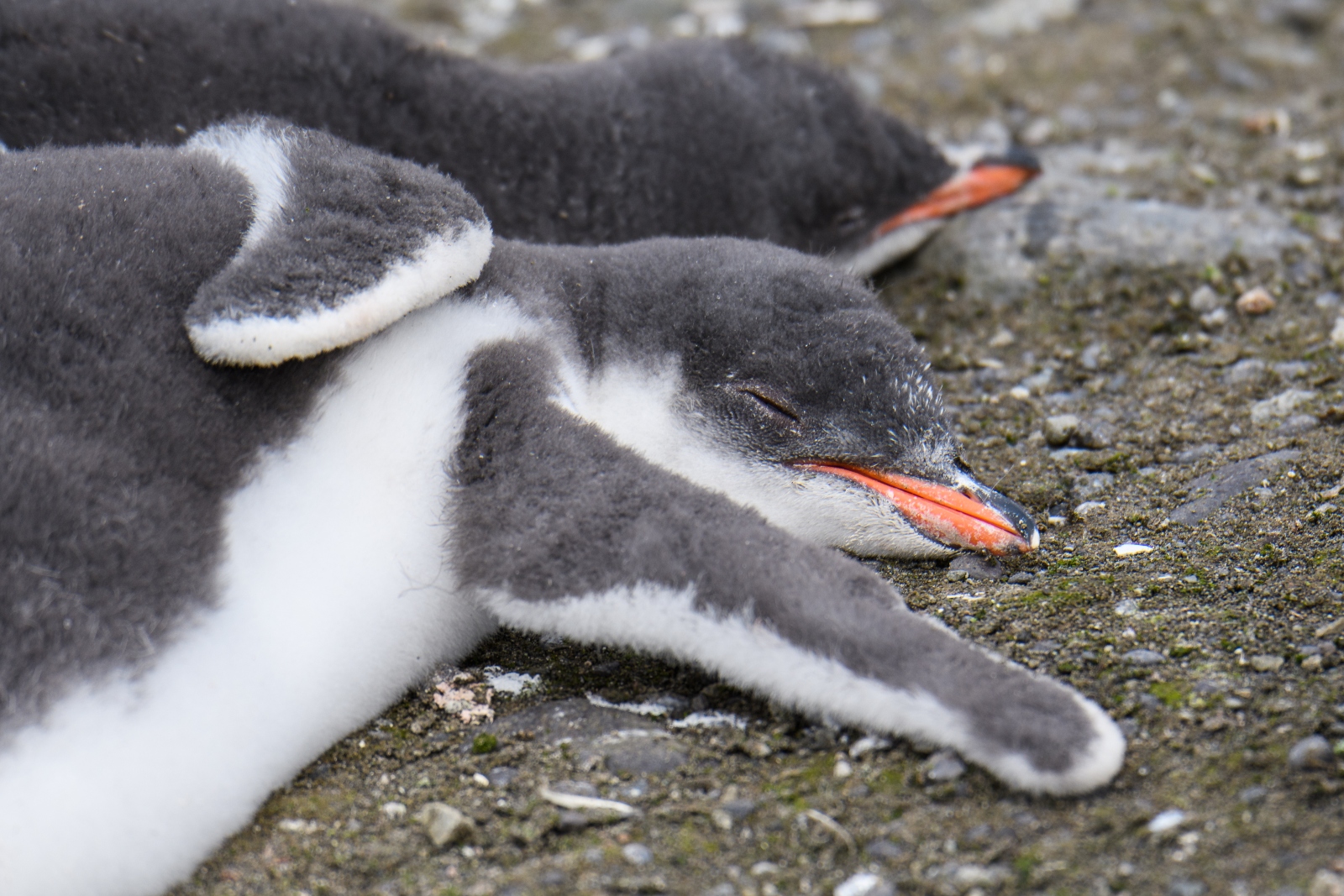 Gentoo penguin chicks resting up Photo K Nelson