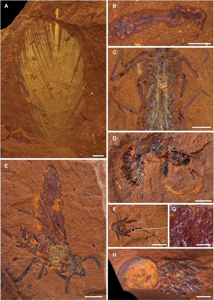 australian fossils