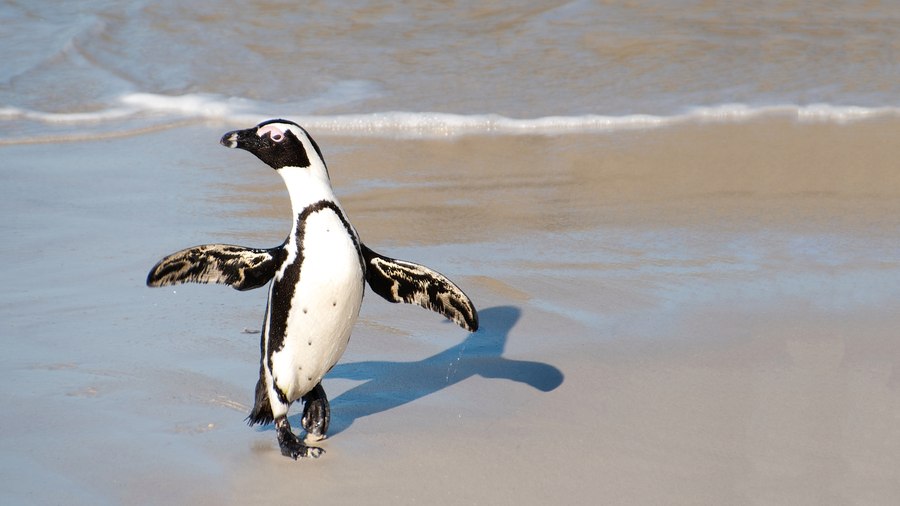 African penguin. Photo Louie Lea