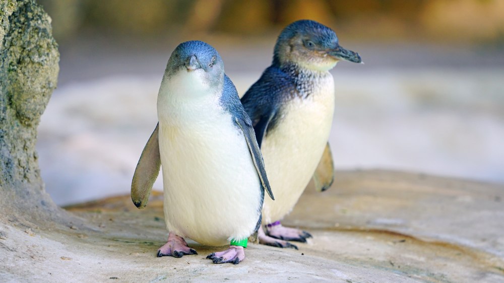 Little (or 'fairy') penguins in Australia. Photo: EQ Roy