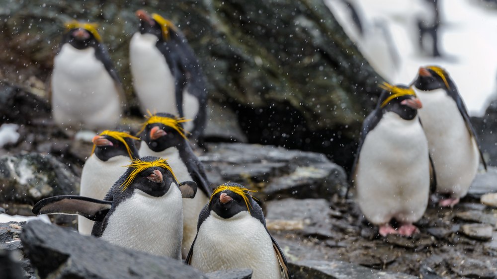 Macaroni penguins. Photo Anton Ivanov