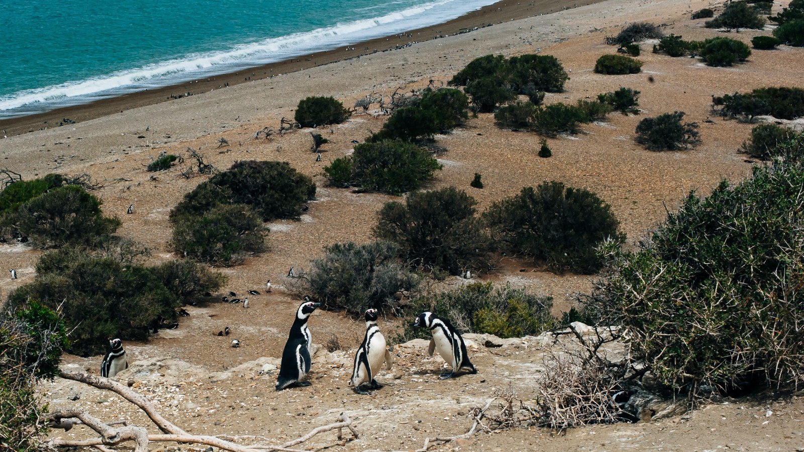 Magellanic penguins. Photo: Irina Brester world penguin day