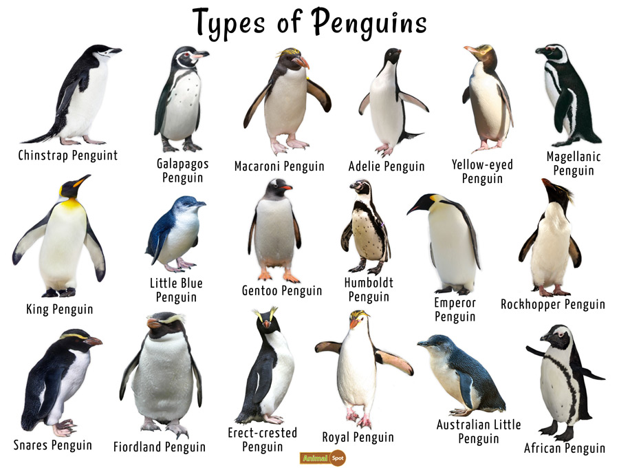 penguin types Image Animal Spot