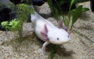 axolotl portrait