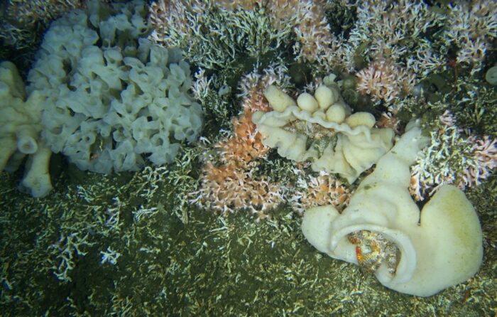 undersea ecosystem