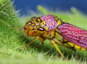 close up of a bright yellow and pink bug