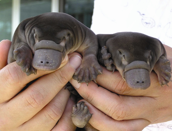 human holding two young platypuses