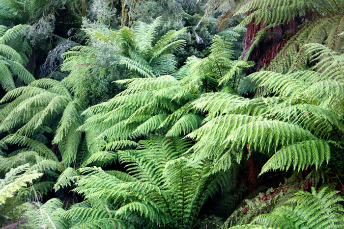 a dense group of ferns