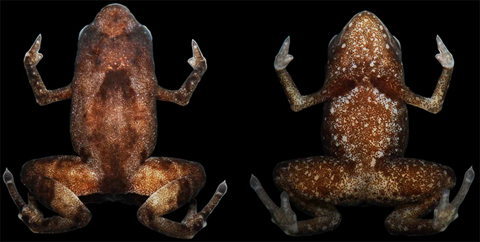 Dorsal and ventral views of the Brazilian Flea Toad.