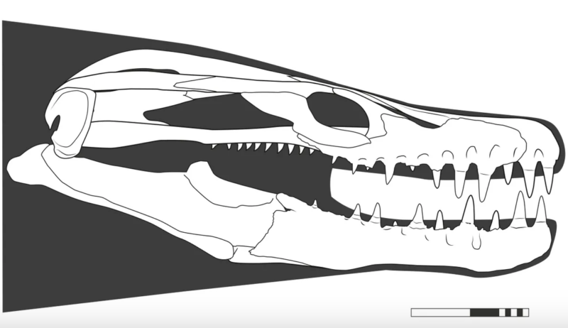 Reconstruction of Khinjaria acuta skull.