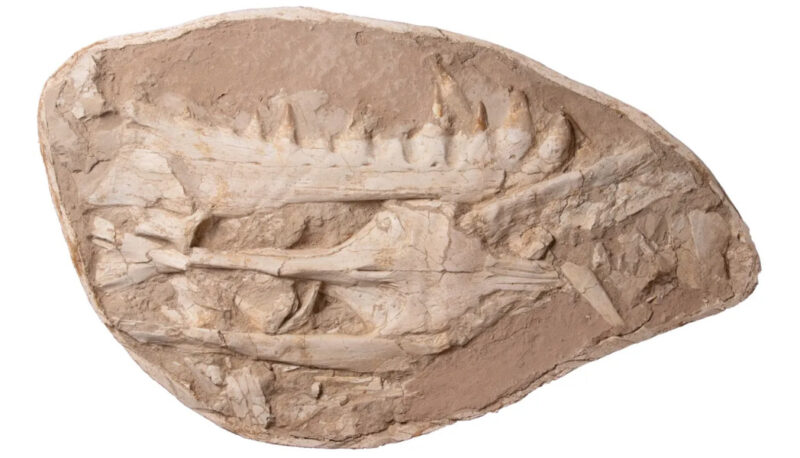 Khinjaria acuta fossil.