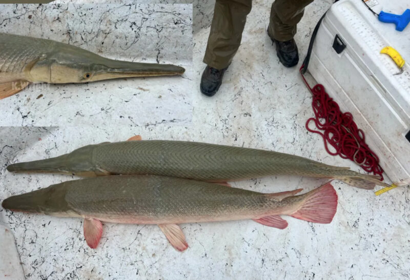 A hybrid of an alligator gar and longnose gar above an alligator gar for comparison