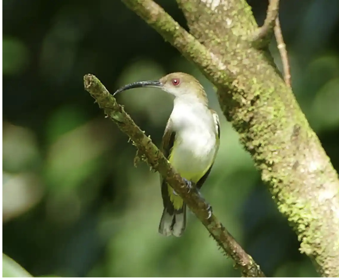 Orange-Tufted spiderhunter