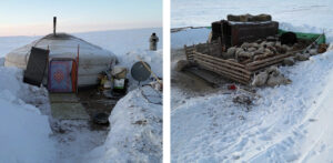 A nomad's ger in deep snow, left, and a sheep pen with the dead sheep piled outside.