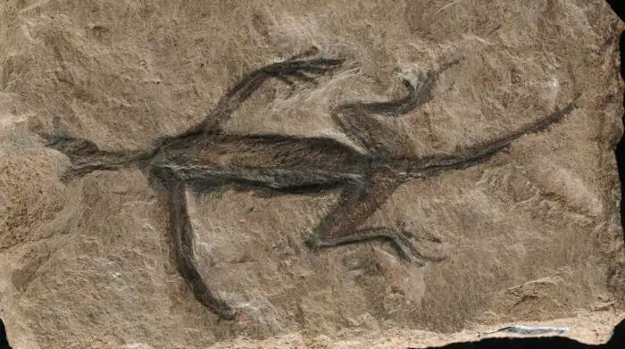 Tridentinosaurus antiquus.