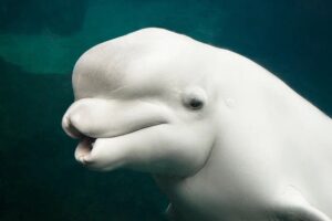 beluga whale making an open-mouthed facial gesture