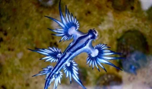 tiny bright blue sea creature with feathered appendages