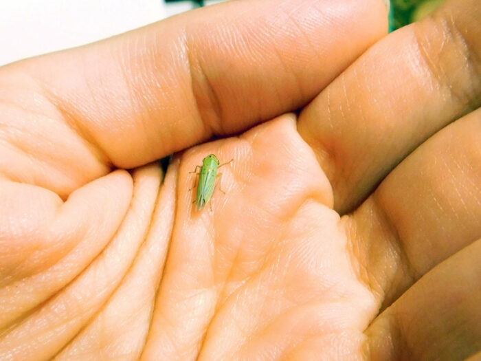 small bright green leafhopper in a human hand