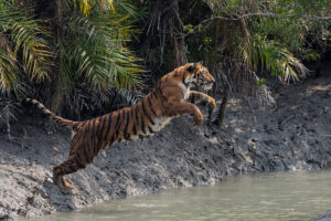 Leaping tiger in the Sundarbans.