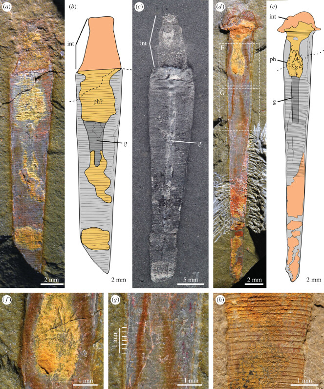 Fossils and diagrams of the new worm species. 