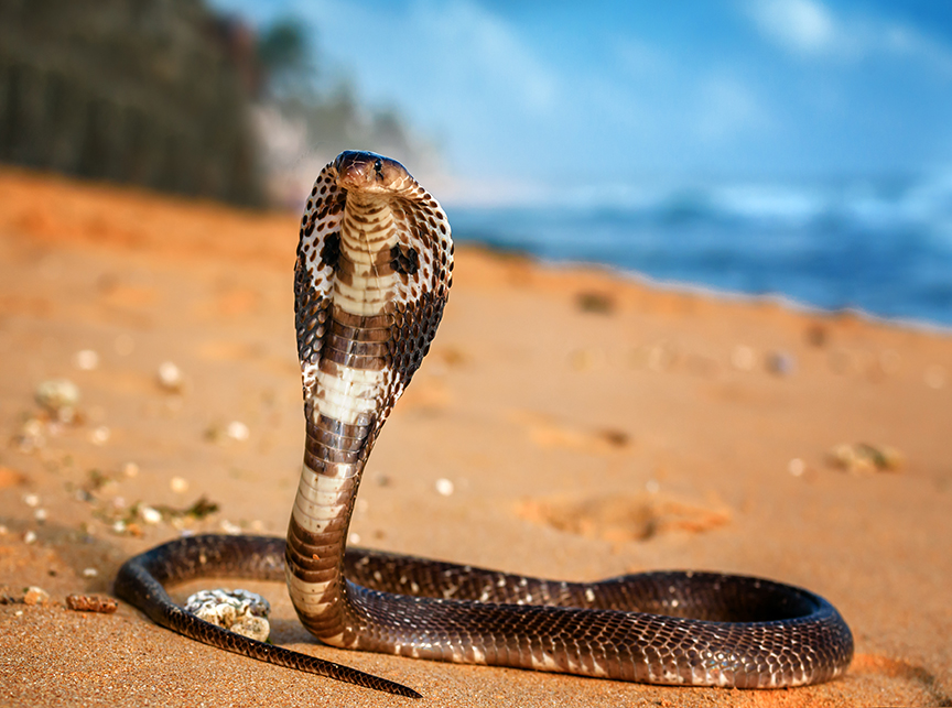 cobra on beach