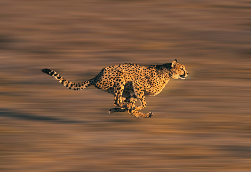 a running cheetah against blurred background