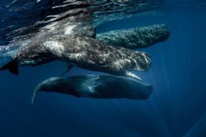 Group of sperm whales
