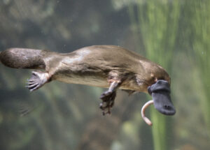 A platypus preying on a worm