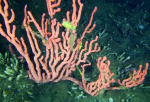 Fish swim among pink coral in the Lophelia Reef.