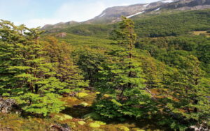 Lenga beech forest in Patagonia