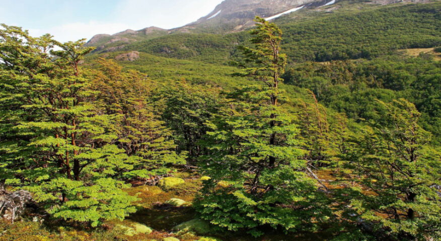 Lenga beech forest in Patagonia
