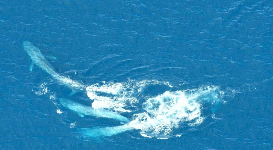 A blue whale racing group.