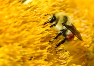bumblebee on a yellow flower