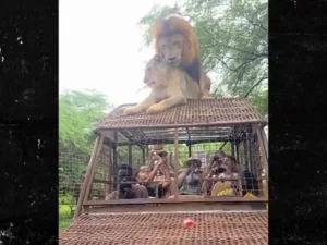 two lions having sex on top of a caged truck