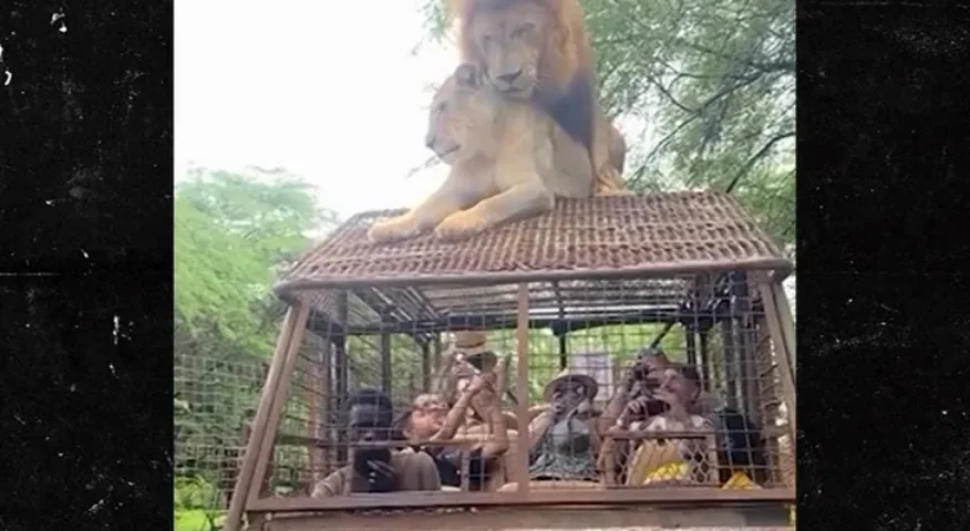 two lions having sex on top of a caged truck