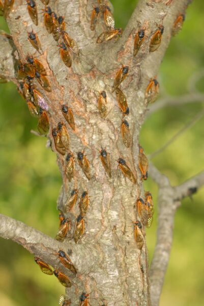 Many cicadas on a tree.
