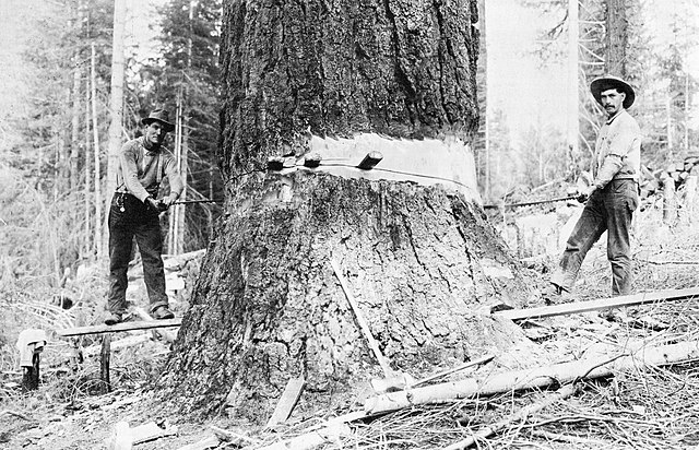 an archival photograph of two men sawing down a sugar pine. 